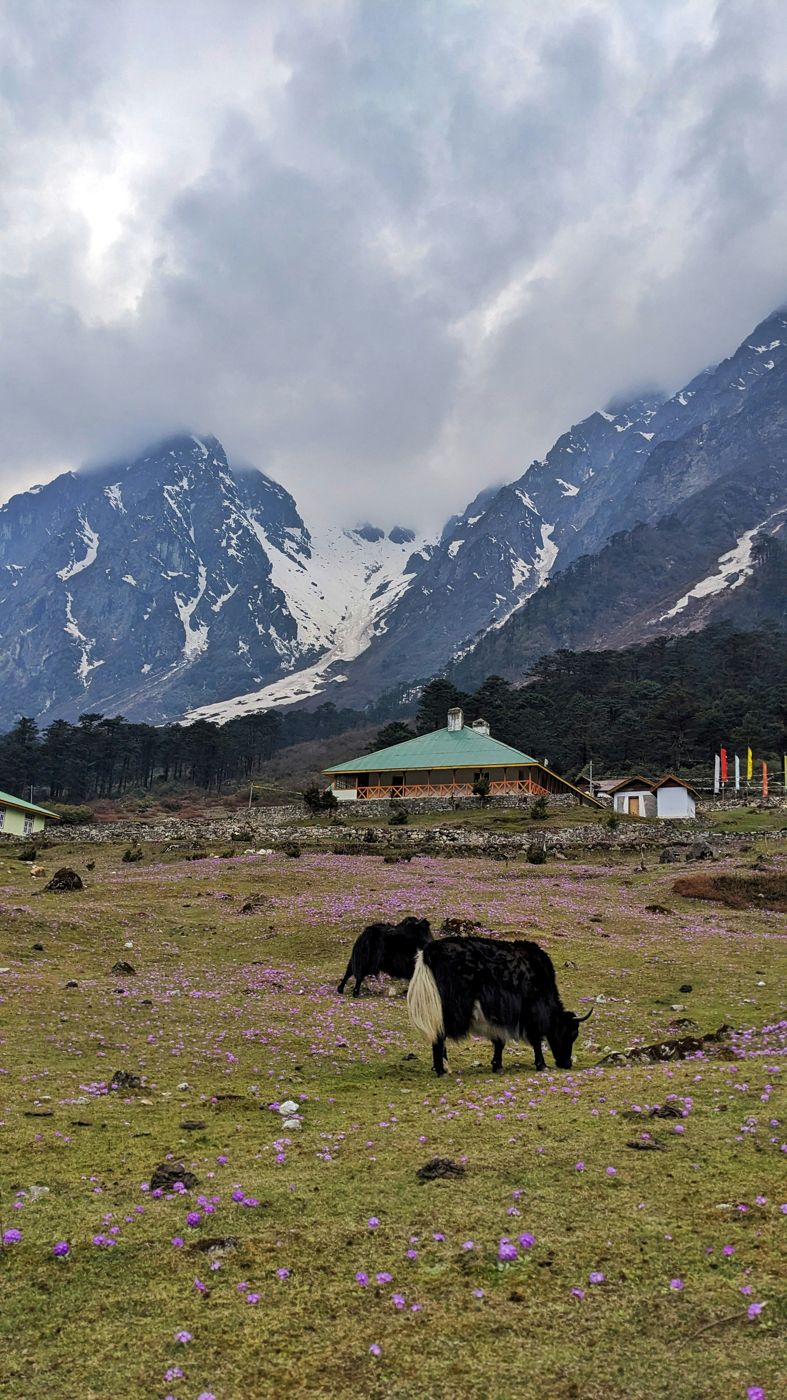A yak grazing in a valley below snow peaks